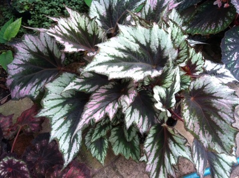 B. ‘Harmony’s Summer Breeze’